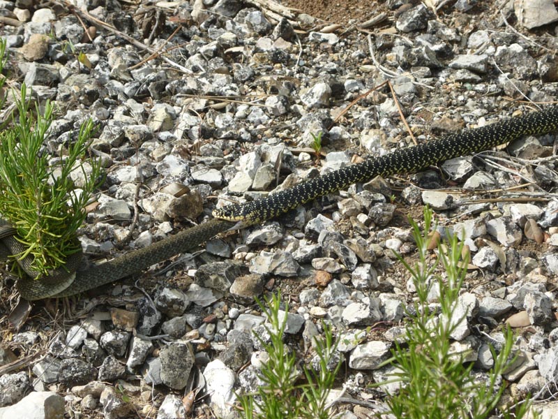 Cannibalismo nella specie Hierophis viridiflavus